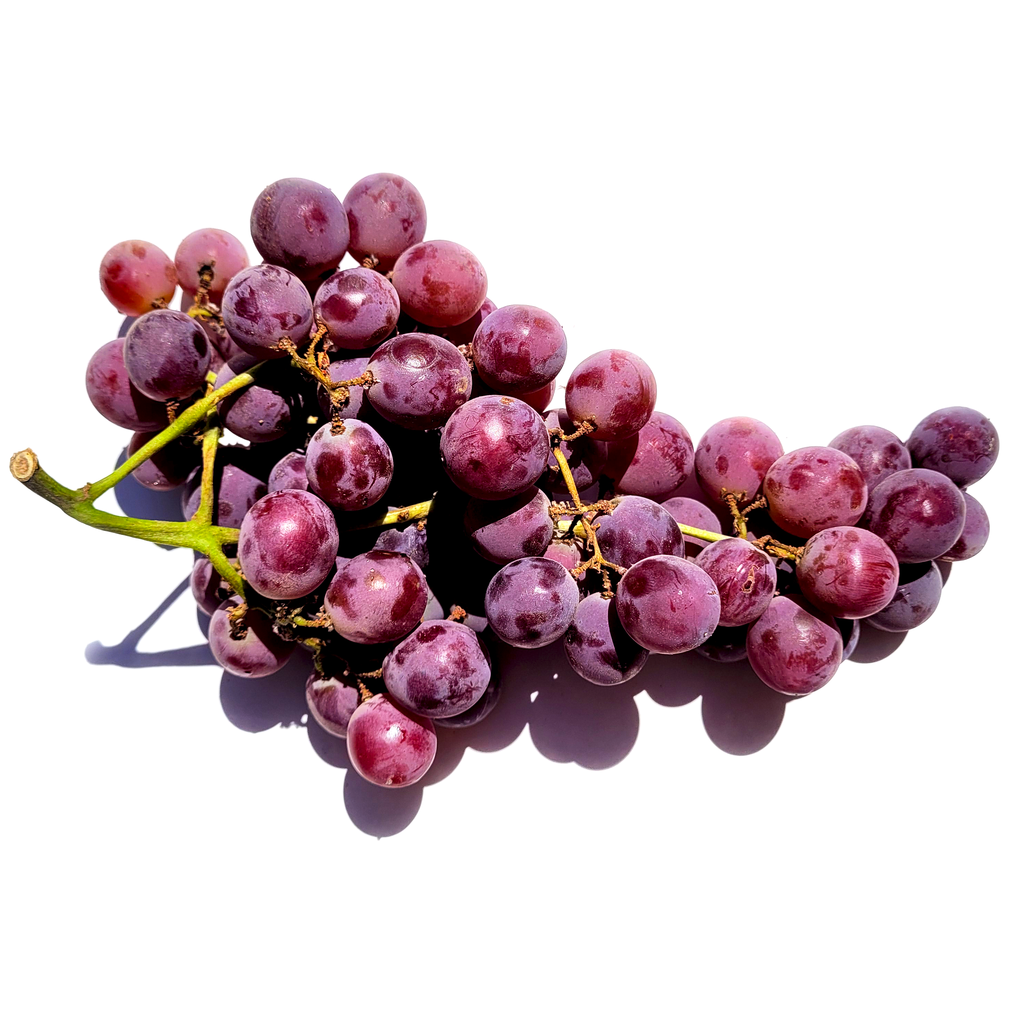 Murasaki Queen Kyoho Grapes – Asian Veggies Murasaki Queen Kyoho Grapes – Asian Veggies